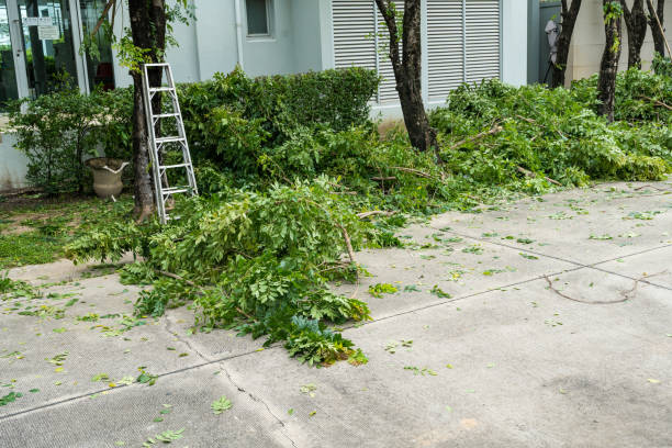 Tree and Shrub Care in Talpa, NM