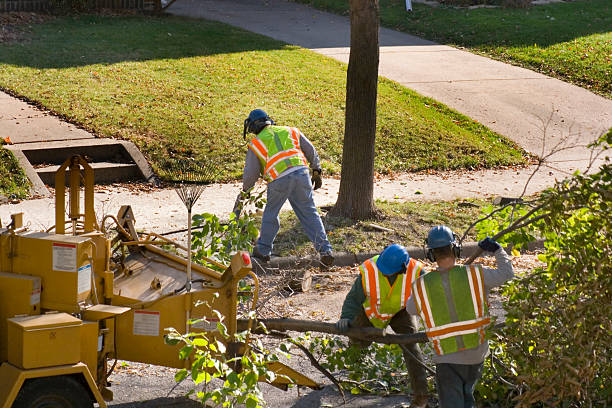 Best Emergency Tree Removal  in Talpa, NM