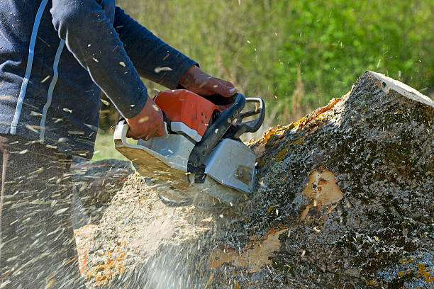 Best Tree Preservation Services  in Talpa, NM